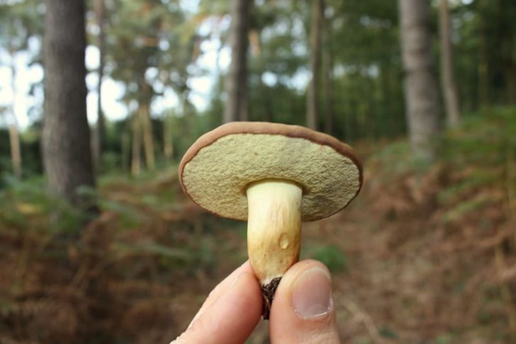 A beige and brown mushroom
