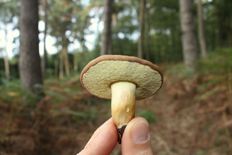 Bay bolete