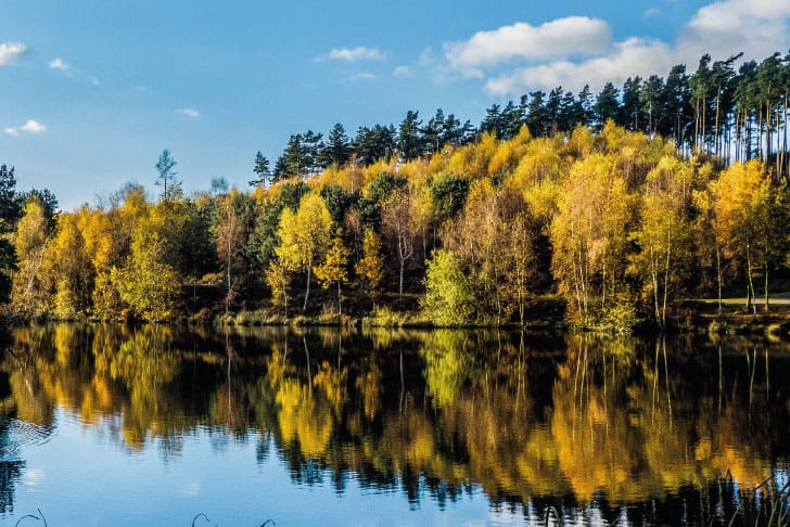 Autumn trees along a lake