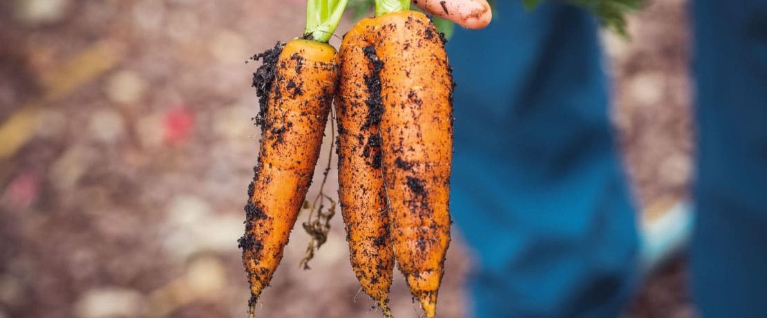 A bunch of carrots