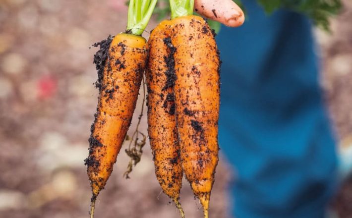 A bunch of carrots