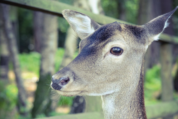 A deer at New Forest Wildlife Park