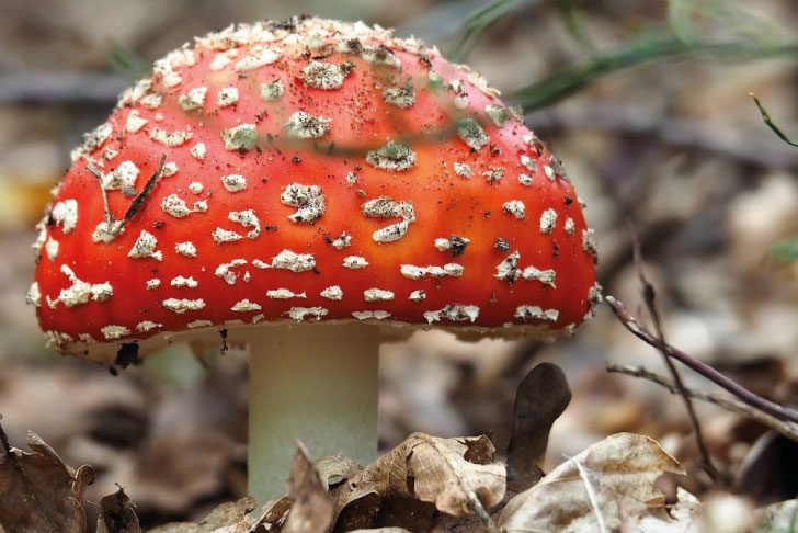 A mushroom with a red cap with white spots on