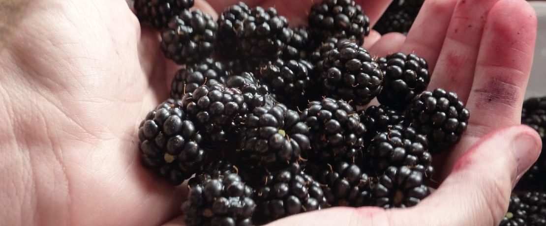 Hands holding blackberries