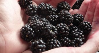 Hands holding blackberries