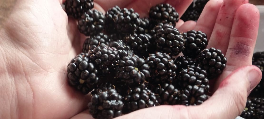 Hands holding blackberries