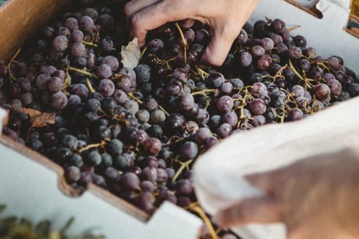 A hand reaches into a crate of grapes