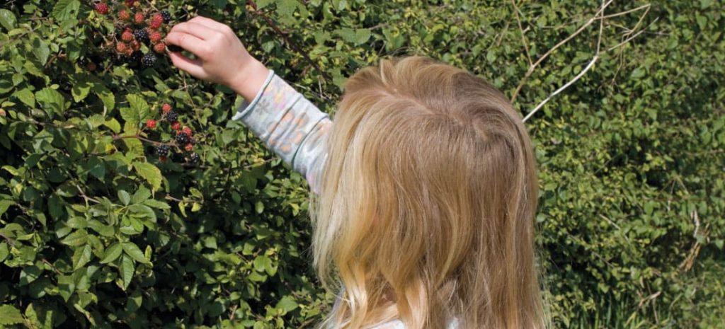 A girl picking berries from a hedgerow