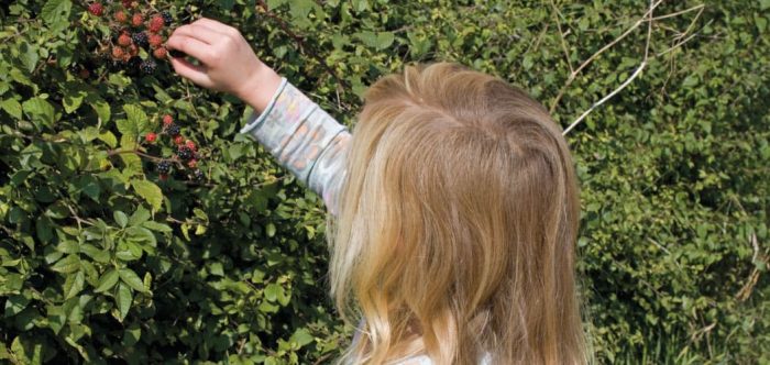 A girl picking berries from a hedgerow