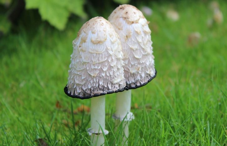 Two tall white mushrooms with a black outer ring around them