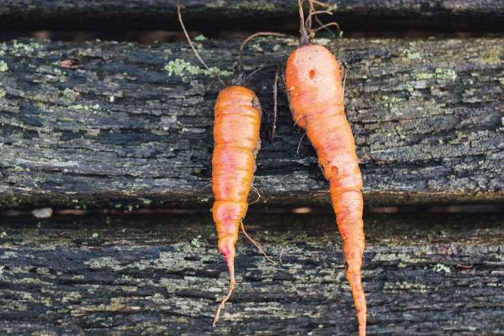 Two carrots on a wooden bench