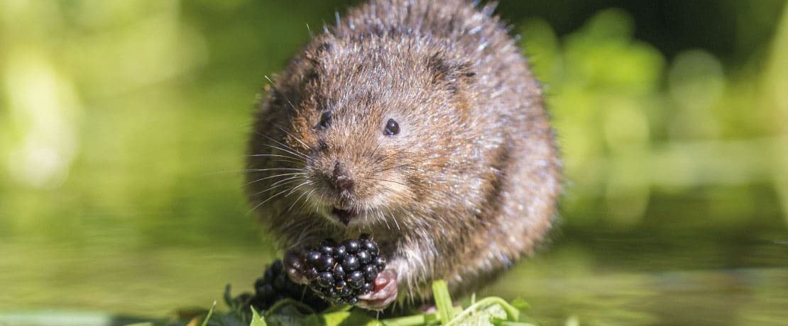 Water vole