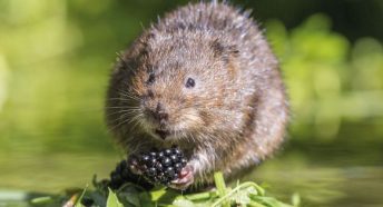 Water vole