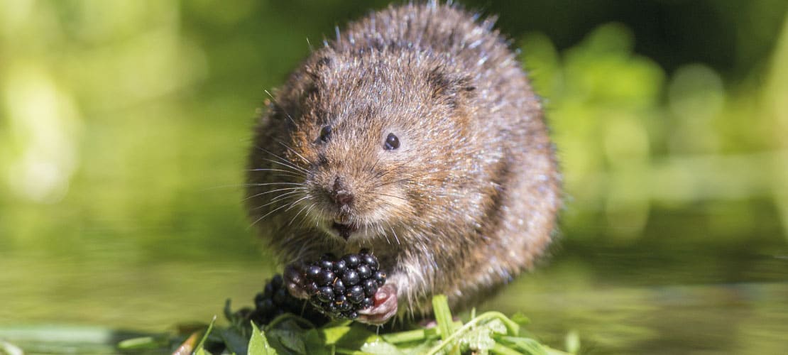 Water vole