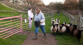 Two women in casual clothes and wellies feeding sheep