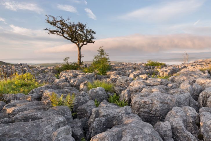 A craggy leafless tree on a rocky hillside