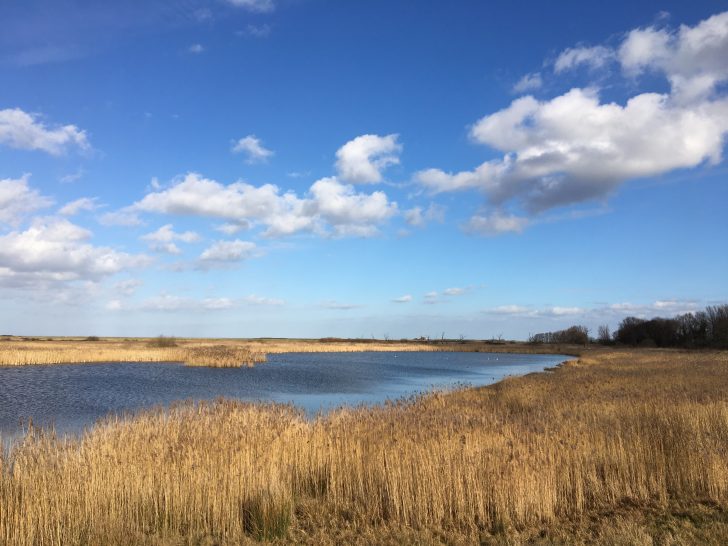 A view across marshland under blue cloudy skies, with a body of still water and some birds in the distance