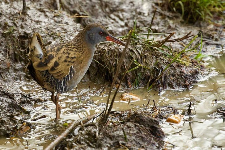 A brown, speckled wading bird with long legs and a bright bill stands in damp mud