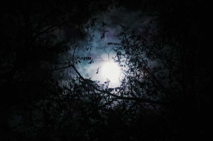 Moonlight through tree