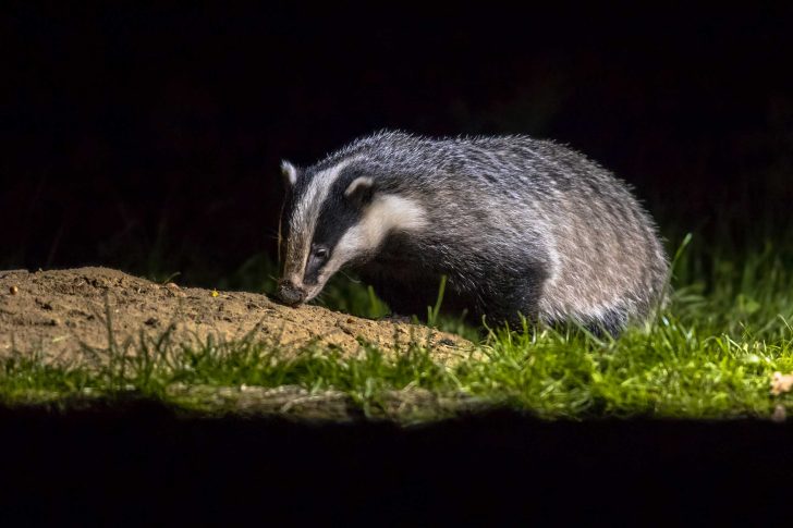 A badger sniffs the earth