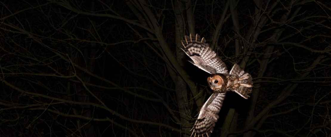 Tawny owl hunting a night