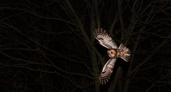 Tawny owl hunting a night
