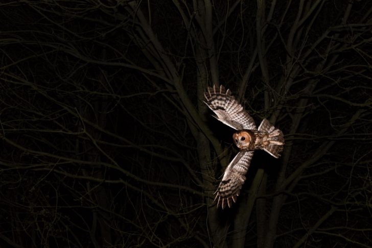 Tawny owl hunting a night