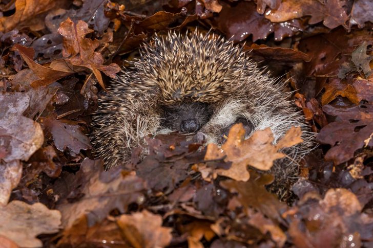 A hedgehog is curled up amongst autumn leaves