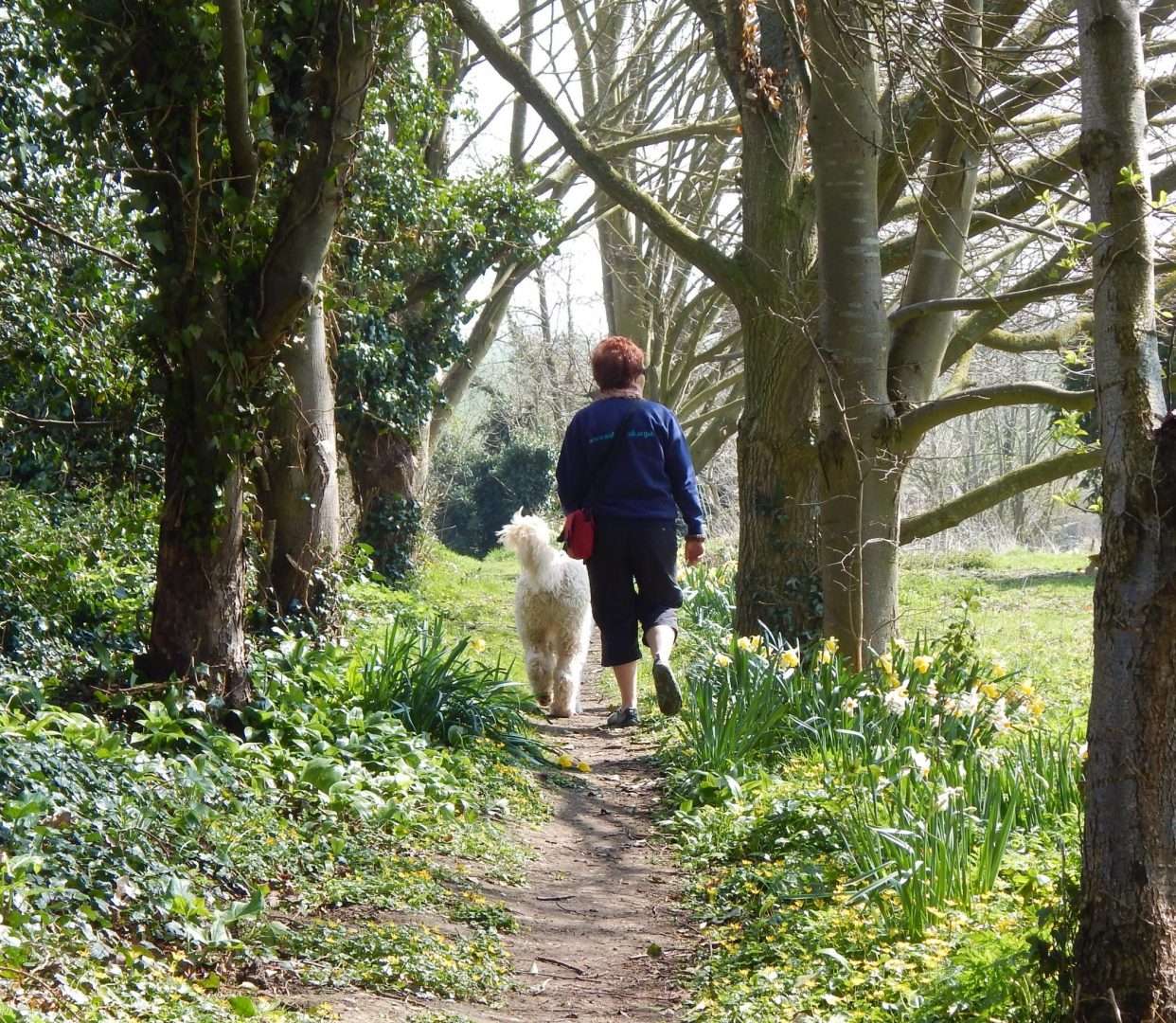 A woman walks a white dog along a narrow wooded path flanked with daffodils