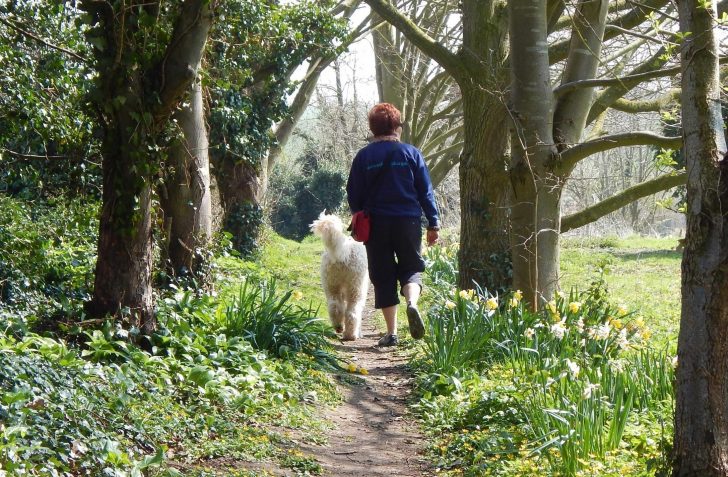 A woman walks a white dog down a path flanked by daffodils