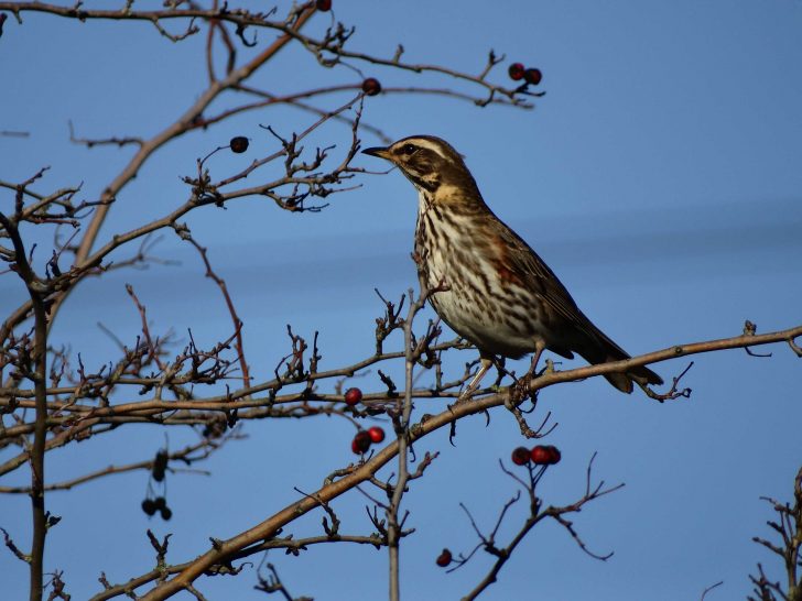 A brown speckled bird perches on a bare branch with red berroes