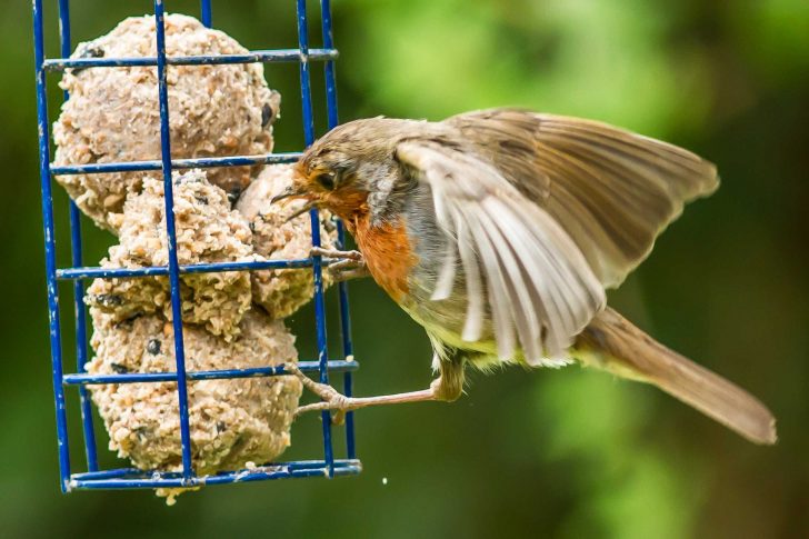 A robin perches onto a bird feeder filled with suet balls