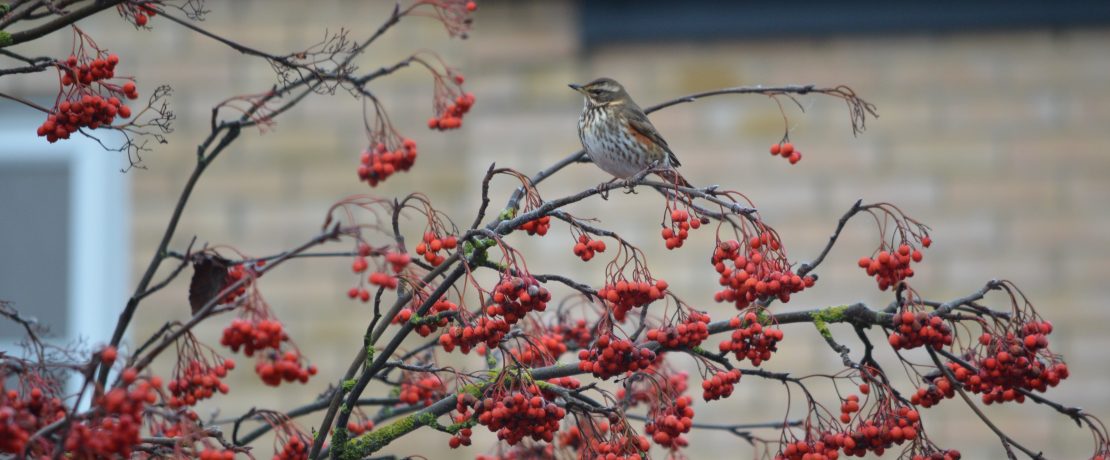 A brown speckled bird sitting on branches with berries