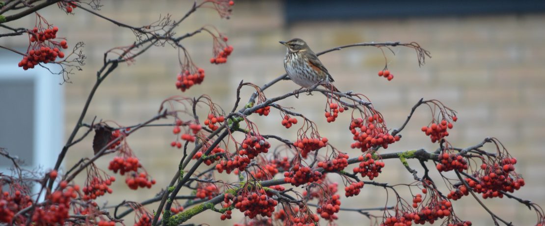 A brown speckled bird sitting on branches with berries