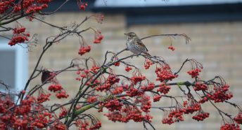 A brown speckled bird sitting on branches with berries