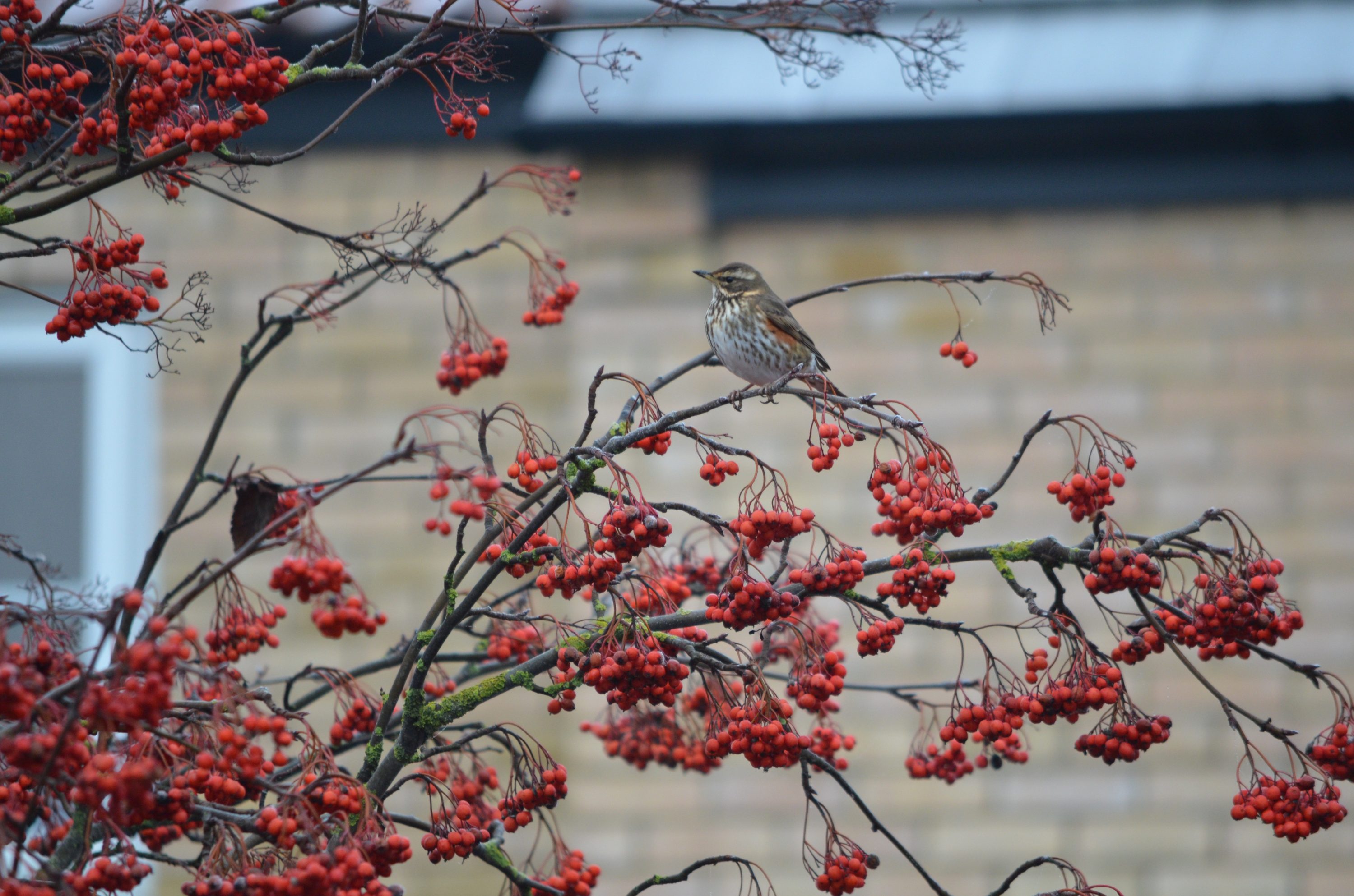 A brown speckled bird sitting on branches with berries