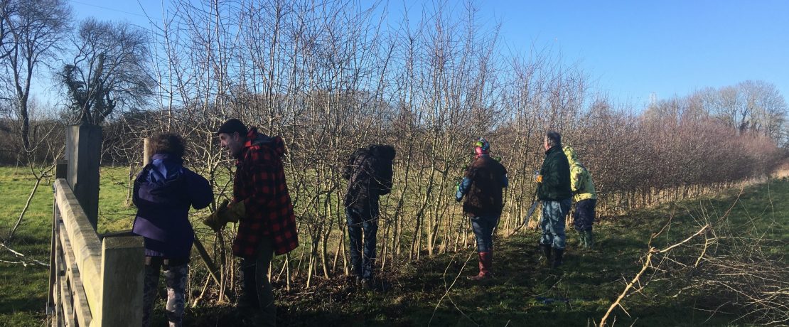 Hogacre Common volunteers hedgelaying