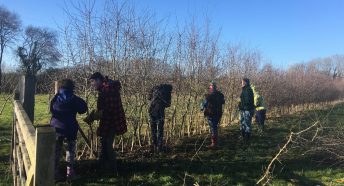 Hogacre Common volunteers hedgelaying