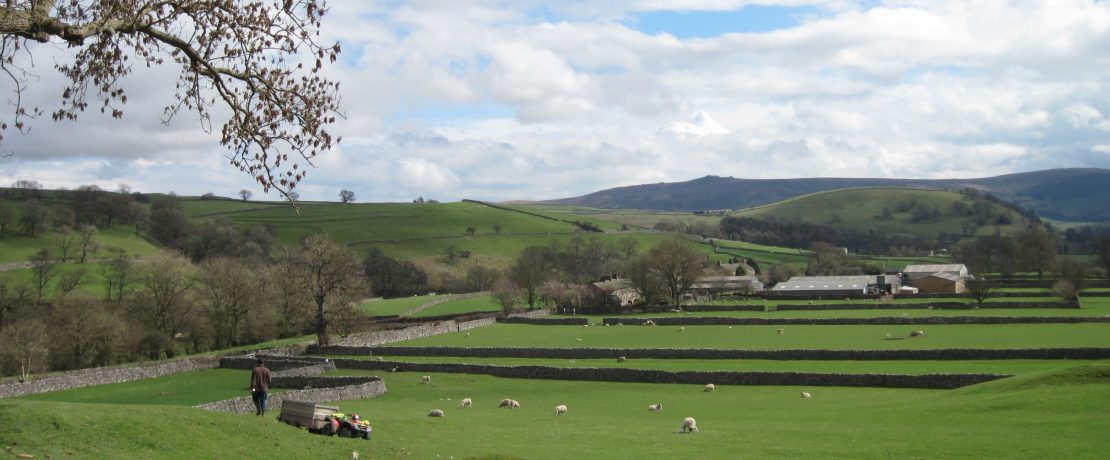 Lambs in a grassy green field