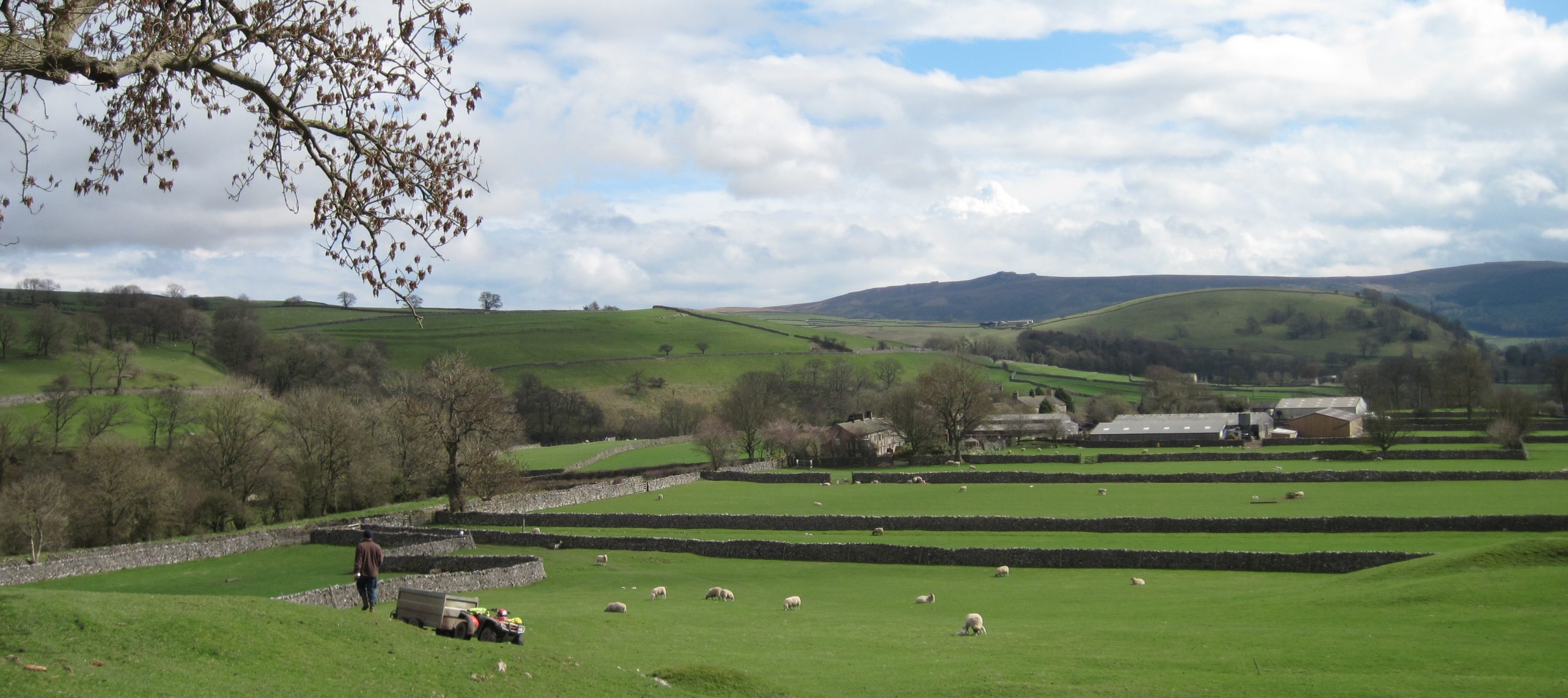 Lambs in a grassy green field