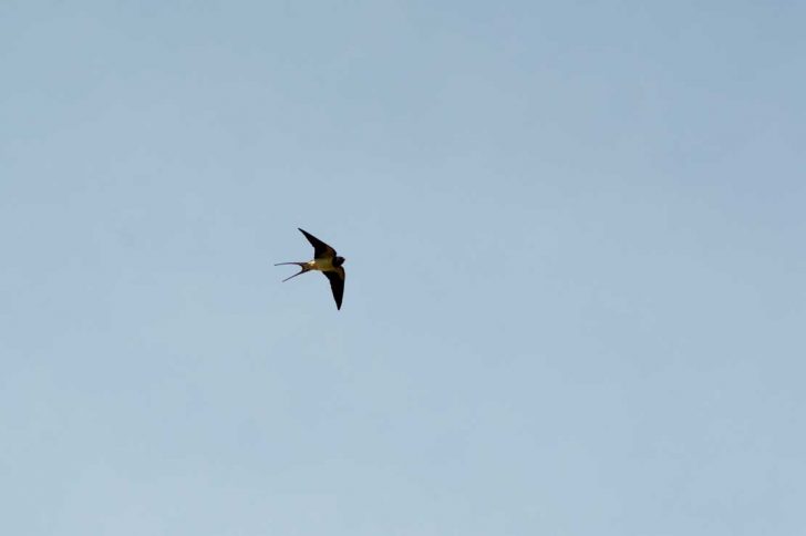 A swallow is silhouetted against a blue sky