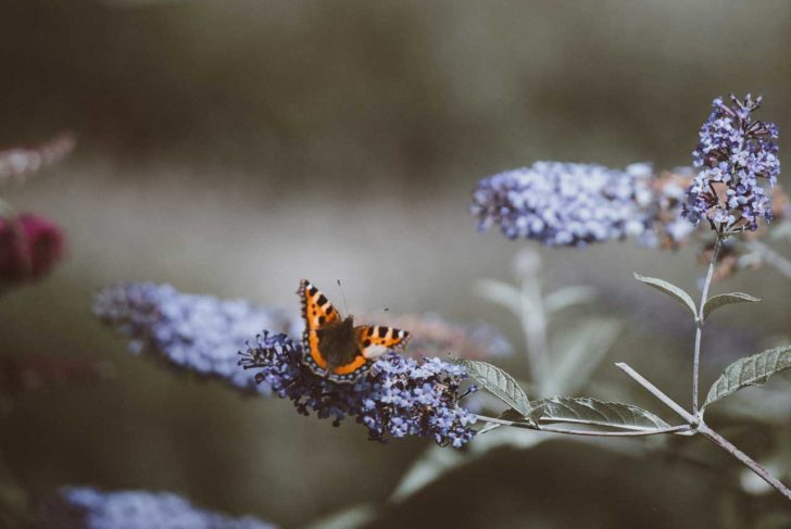 A small tortoise shell butterfly lands on a purple flower