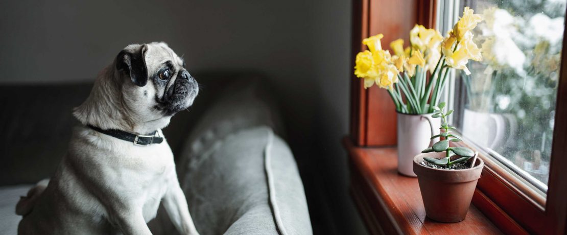 A pug dog stands up on a sofa looking out of a window