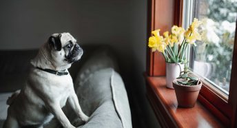 A pug dog stands up on a sofa looking out of a window