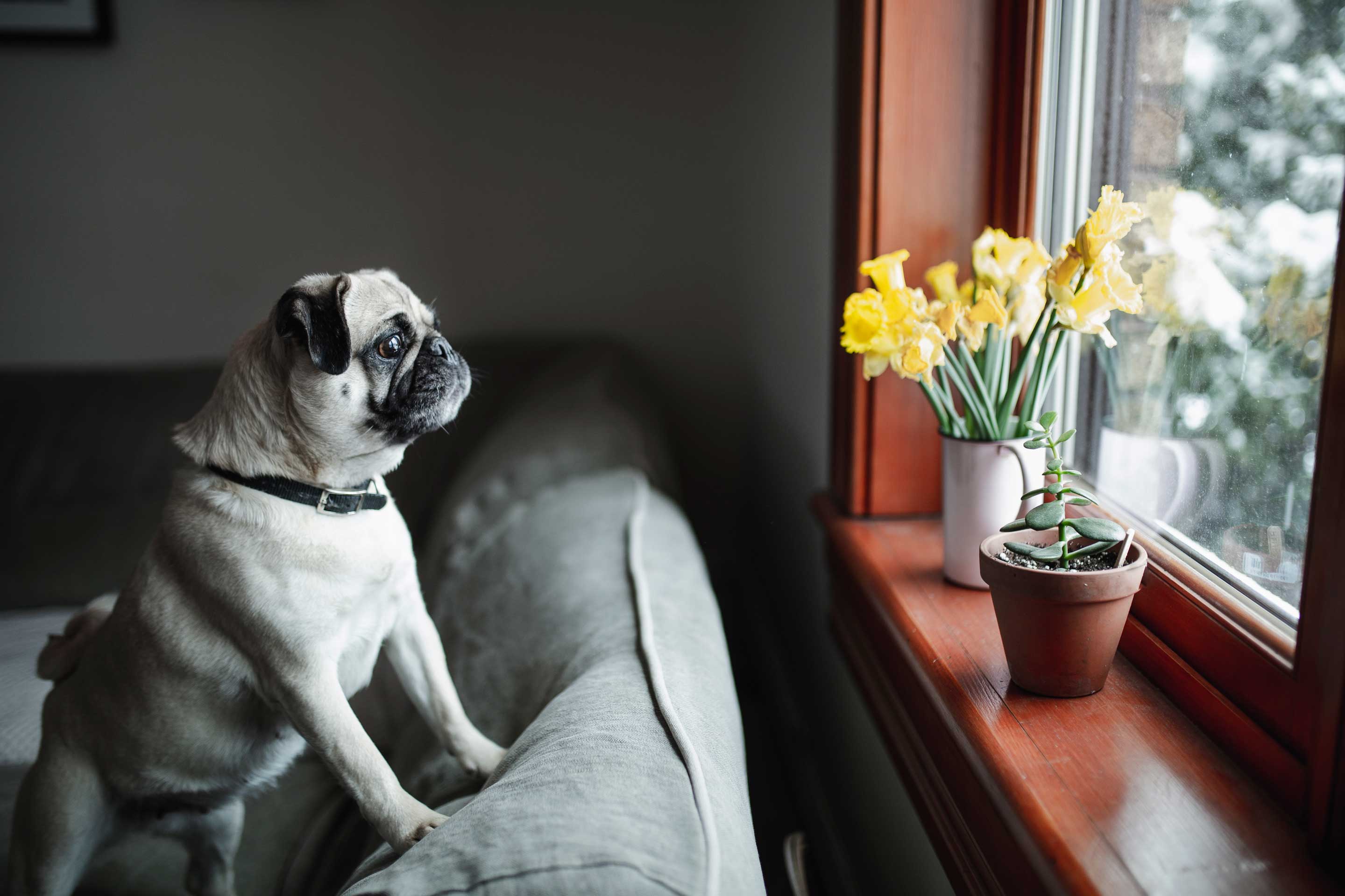 A pug dog stands up on a sofa looking out of a window