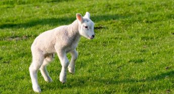 A small white spring lamb leaps in a green grassy field