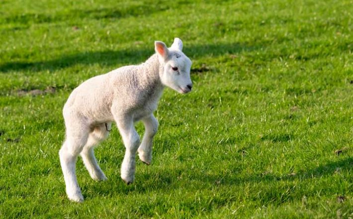 A small white spring lamb leaps in a green grassy field