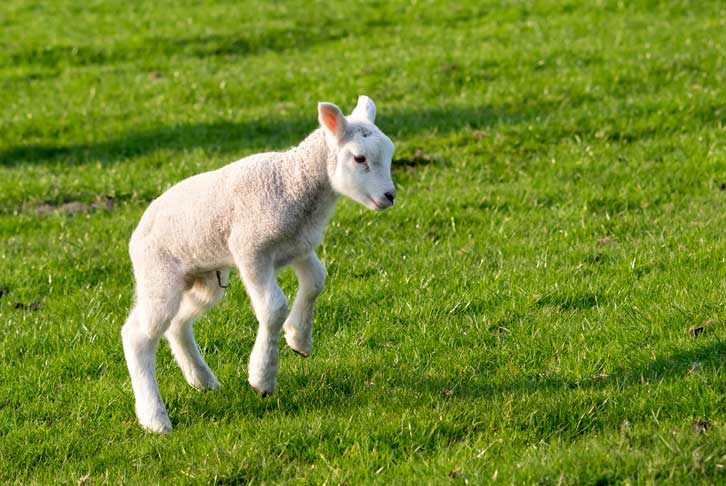 A small white spring lamb leaps in a green grassy field