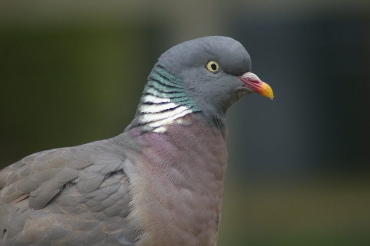 Woodpigeon - Will George / Flickr