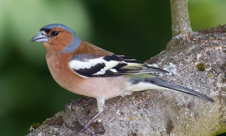 Chaffinch by Andreas Trepte / Wikimedia Commons